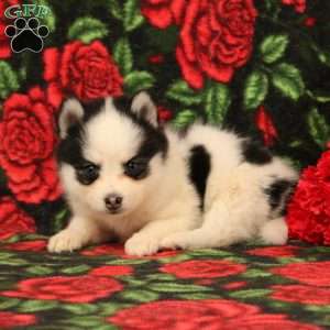 Darinda, Pomsky Puppy